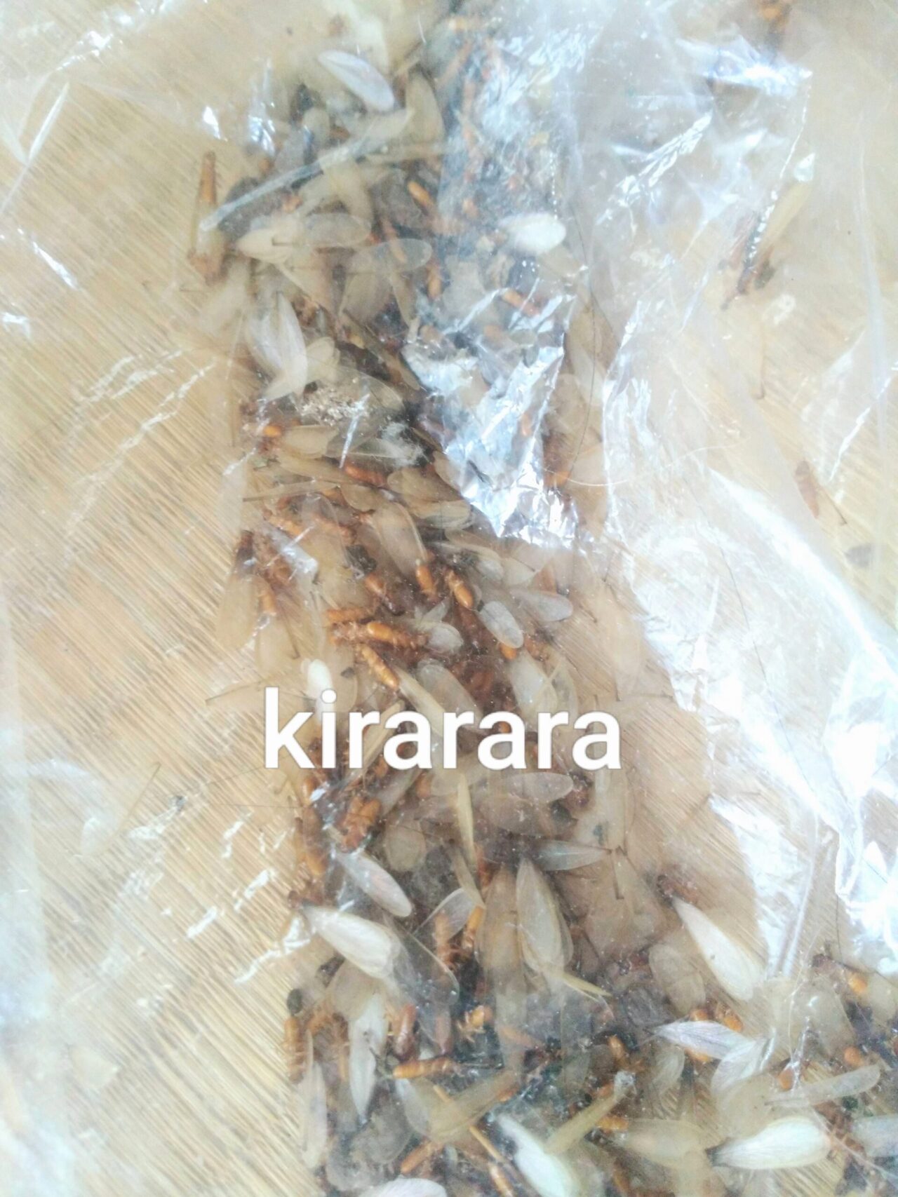 画像あり！閲覧注意！シロアリが我が家に出没した話！②